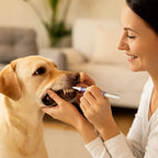 Pawsera – Pet Dental Care Cleaning Pen for Dogs & Cats